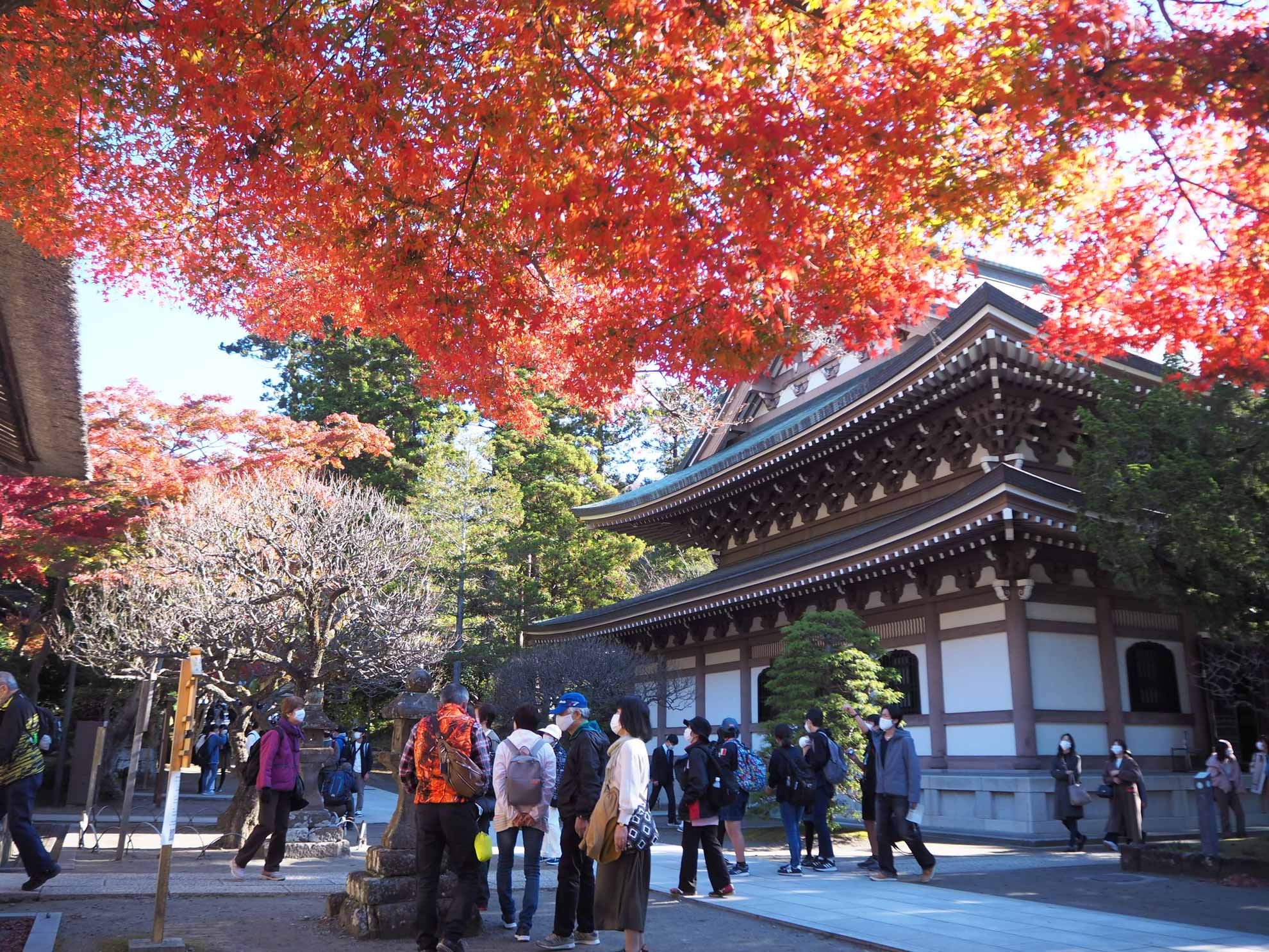 円覚寺で紅葉散策美しい見頃見どころガイド 鎌倉観光なら バズトリ BUZZ TRIP Kamakura 観光グルメ自然