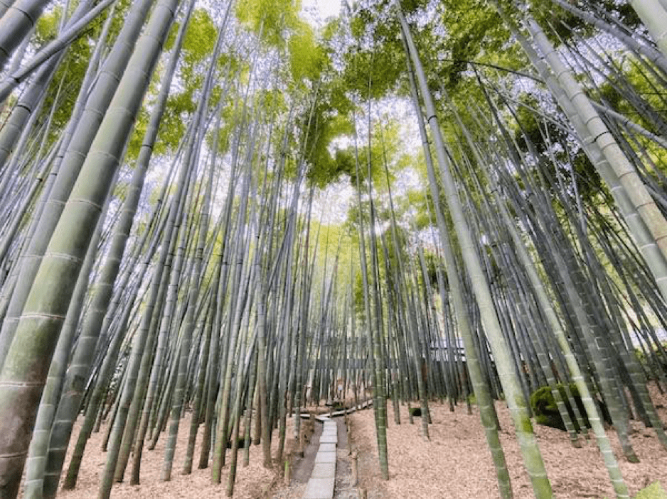 鎌倉地元民がお勧めする鉄板1日鎌倉観光コース 報国寺大仏 長谷寺から定番グルメまで 鎌倉観光なら バズトリ Buzztrip Kamakura 観光 グルメ 自然